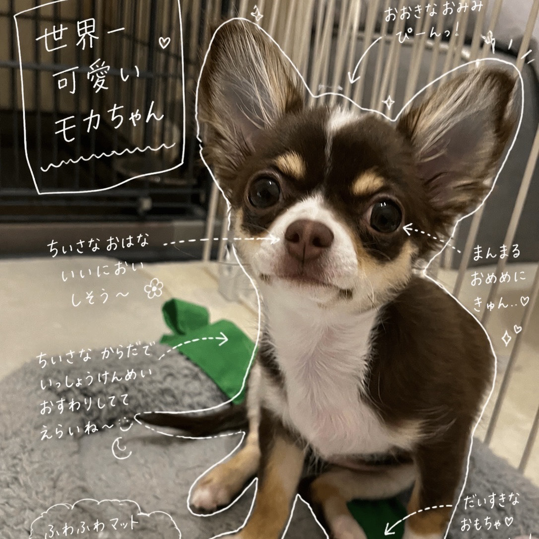 Moka